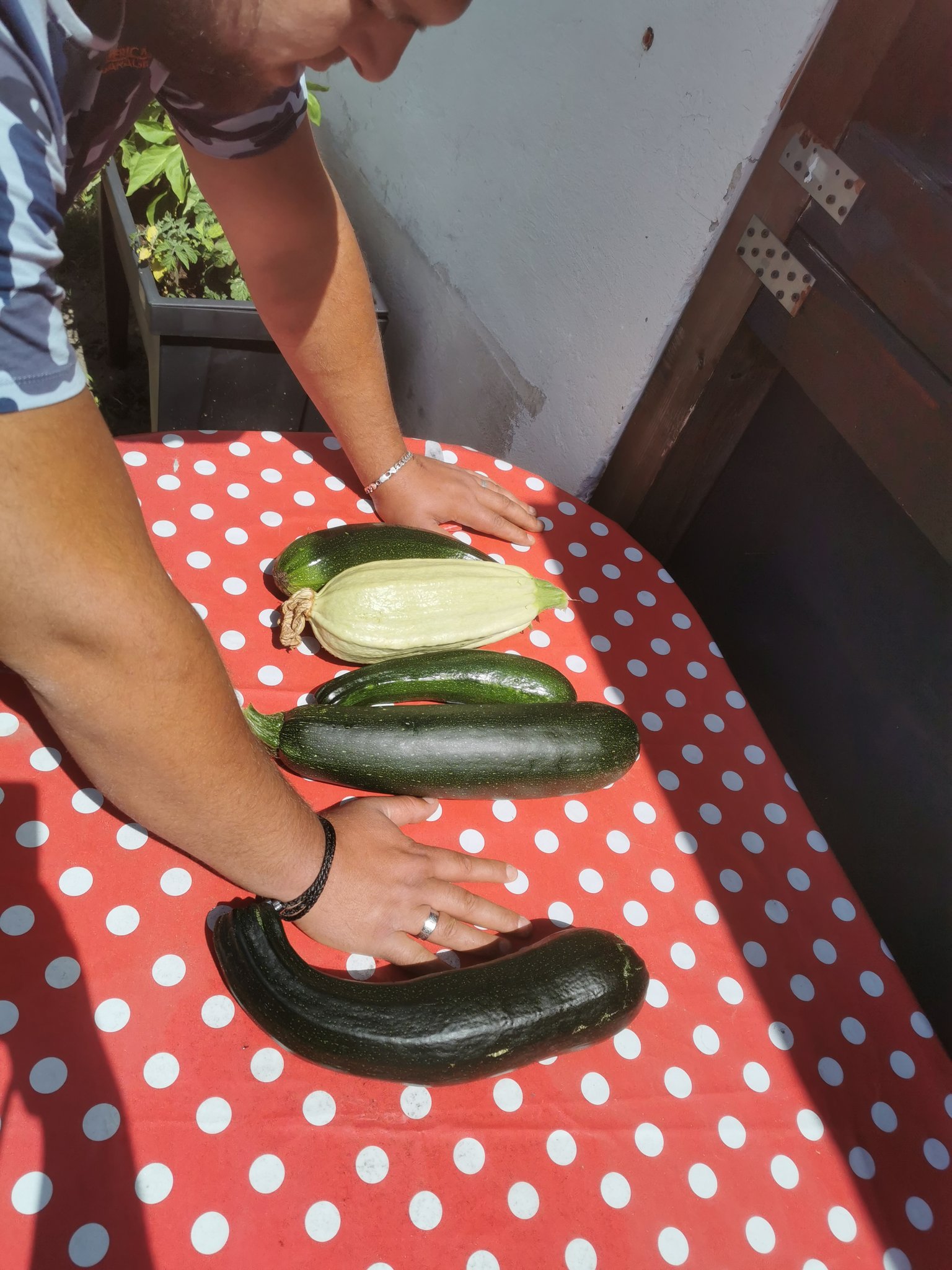 Sasa Zatata 🌠 on Twitter "Die Zucchini wachsen ohne Ende und werden riesig (und trotzdem lecker