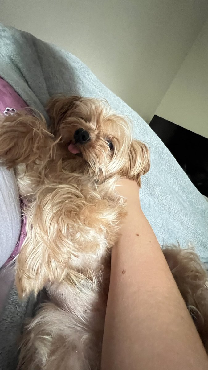 KellysabelCruz's tweet photo. @DiloConPerritos https://t.co/3MopelzYuh