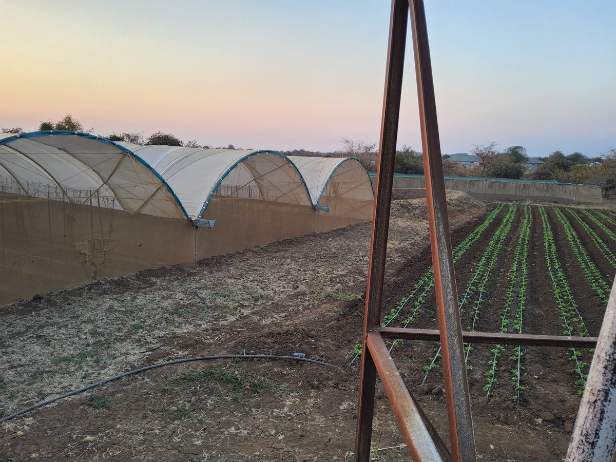 Panuka AgriBiz Hub tweet media