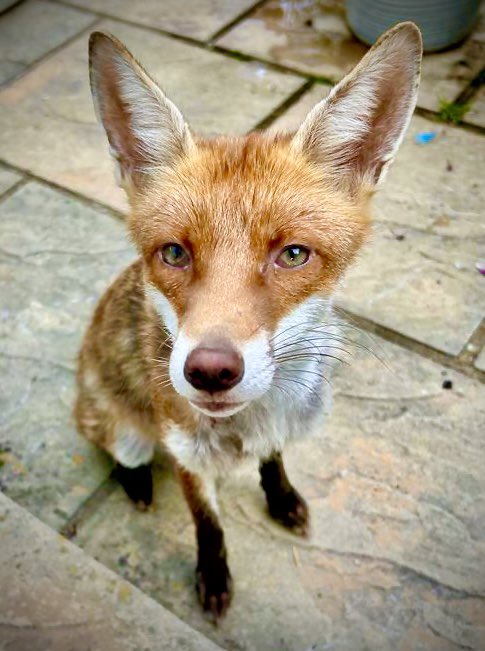 RochesterJacqui's tweet photo. @ChrisGPackham #foxoftheday Everyday this gentle boy sits with my father who has Alzheimer’s for hours. They share some cheese and snooze in the sunshine together https://t.co/32h3MxYR5Q