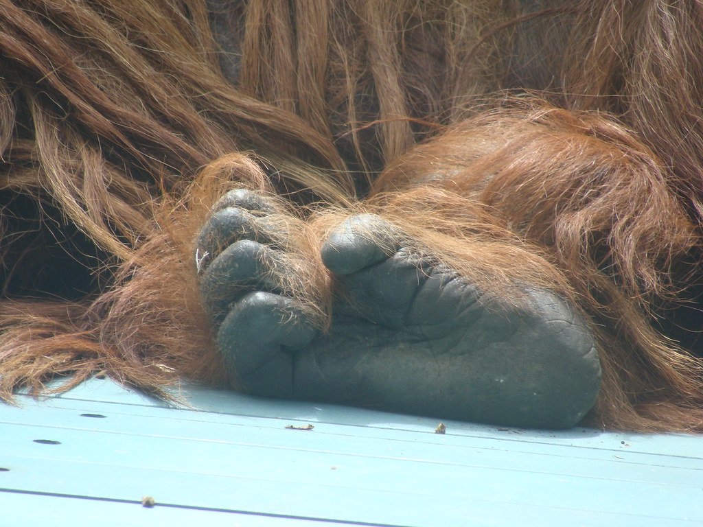 Hominid Evolution Fun Facts- Dr. Alexandra Kralick tweet media