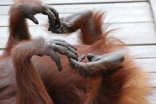 Hominid Evolution Fun Facts- Dr. Alexandra Kralick tweet media