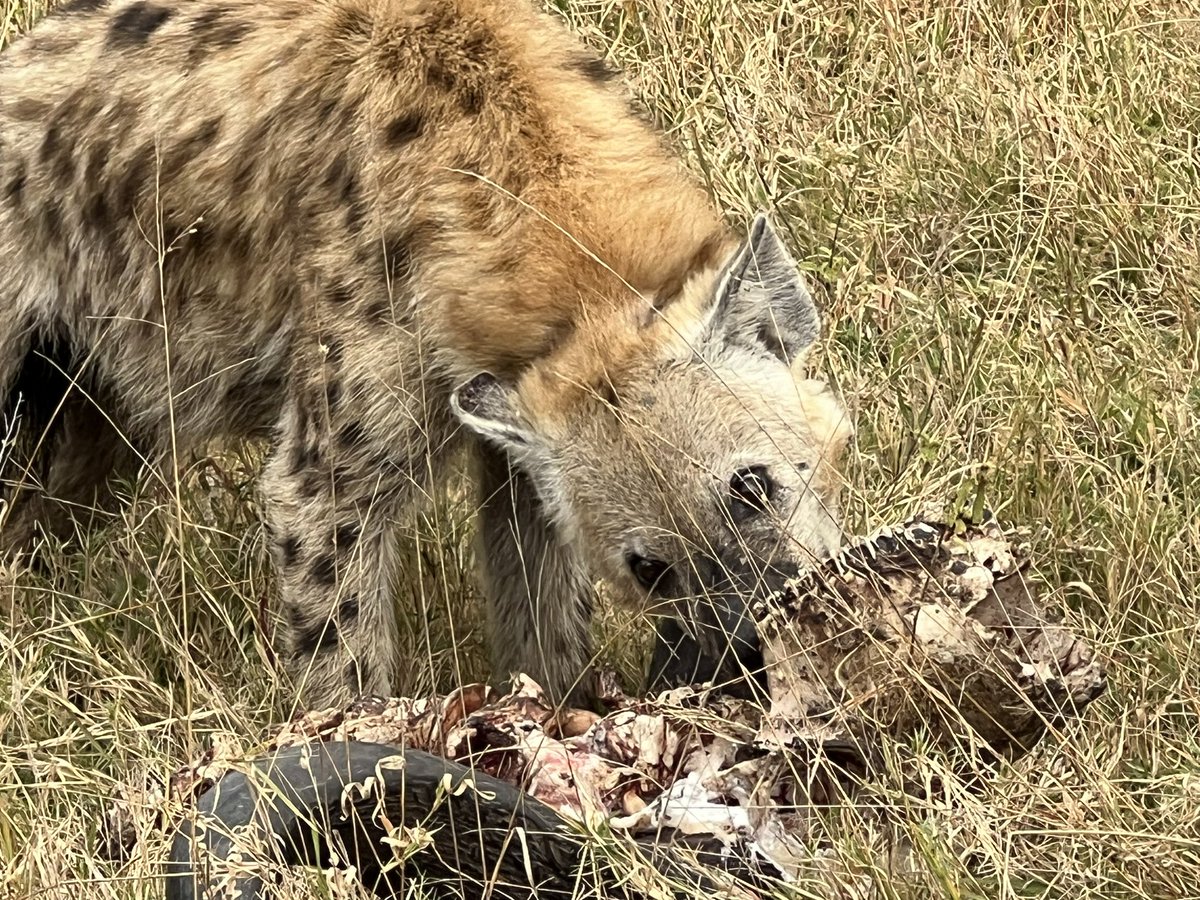 Derek Prout-Jones🇿🇦🦅🍷☕️🪂🤿🙏🏻 tweet media