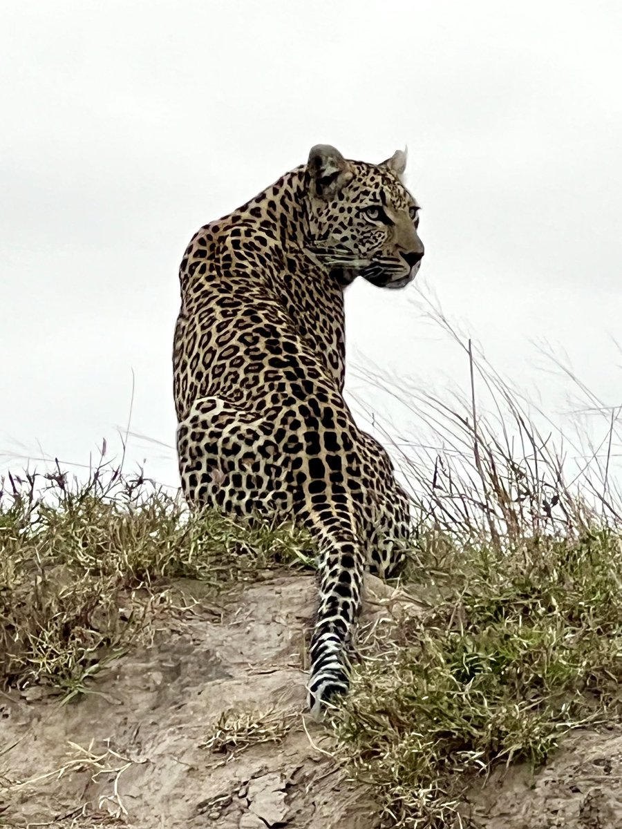 Derek Prout-Jones🇿🇦🦅🍷☕️🪂🤿🙏🏻 tweet media