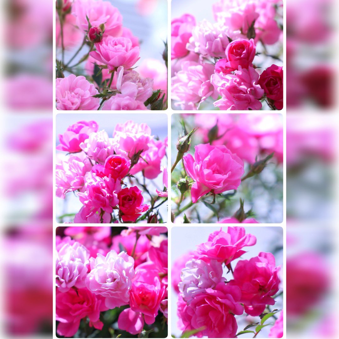 𑁍𓏸*.. おはようございます..*𓏸𑁍

　素敵な一日を❀.(*´︶`*)❀
　　🌸お過ごしくださいね🌸

#ミニ薔薇
#花の写真を撮るのが好き 
#花が好きな人と繋がりたい 
#花の写真 #花撮り人
#TLを花でいっぱいにしよう 
#flower #flowersphotography