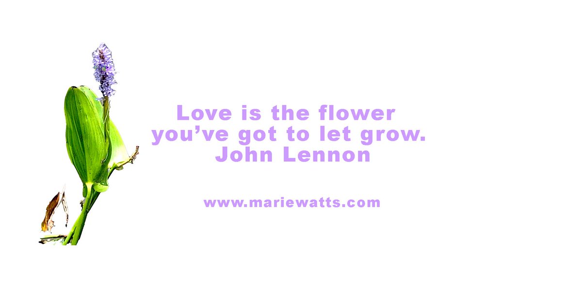 #LoveIsTheFlower
#LetLoveGrow
#JohnLennonQuotes
#LoveAndGrowth
#BlossomingLove