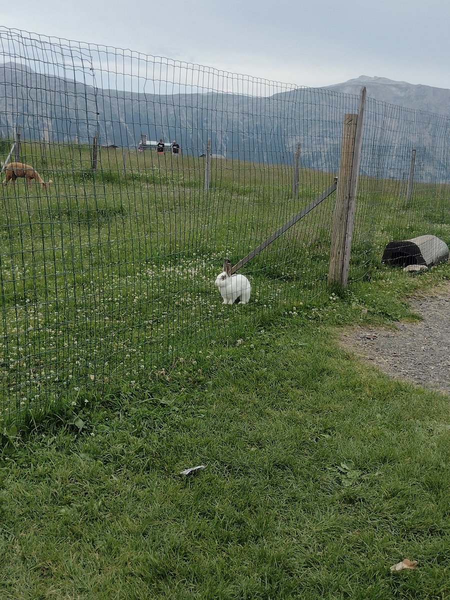 Pecca 🦇 tweet media