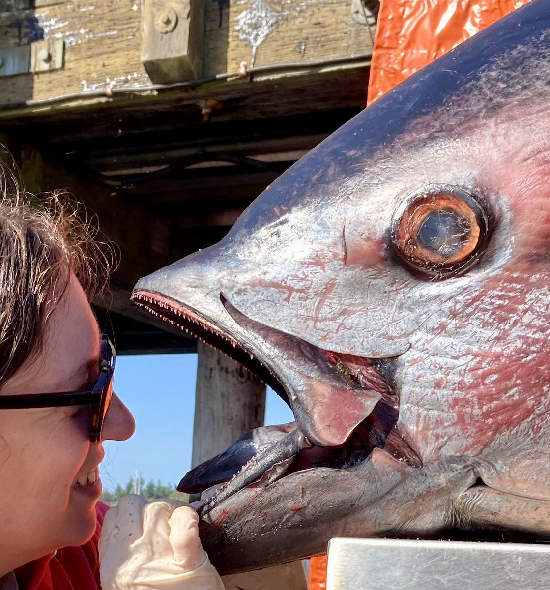 Adam P. Summers tweet media