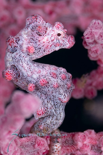 <a href="/DivePhotoGuide/">DivePhotoGuide - Underwater Photography & Video</a> Follow us on Facebook ICRObservatory and instagram <a href="/ICR_Observatory/">INTERNATIONAL CORAL REEF OBSERVATORY</a>