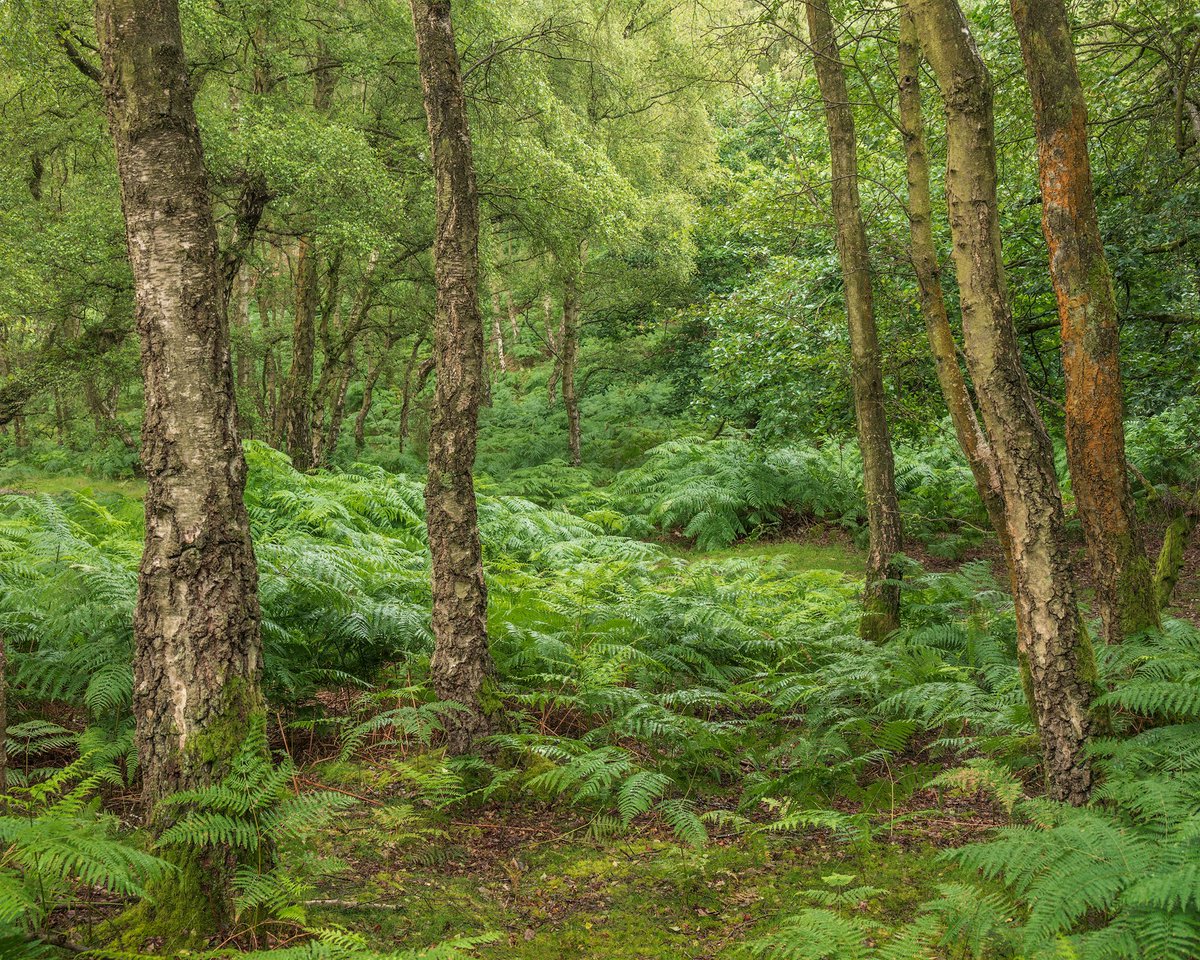 Daron linney tweet media