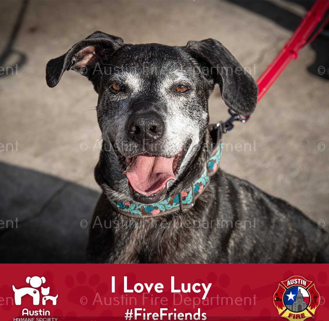 austinfiredept's tweet photo. This month’s #FireFriends feature from the @austinhumane is 9-year-old “I Love Lucy". The A-shift crew from Engine 25 met her and loved her! If you’d like to see if "I Love Lucy" is the right fit for your family, visit https://t.co/o7FQCxFb2a
https://t.co/jY4SIwdGJq
📷© AFD https://t.co/Gde9LkoJwK