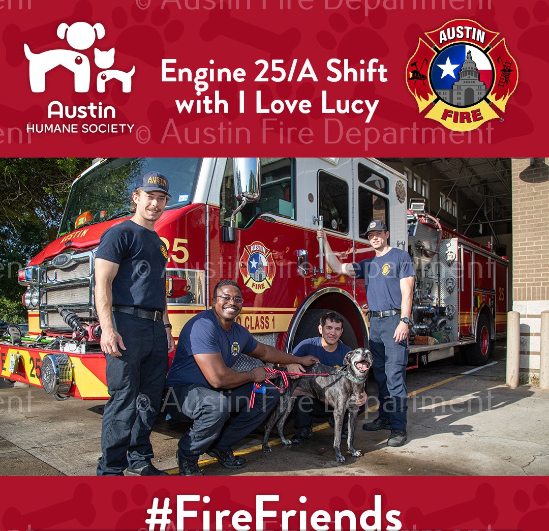 austinfiredept's tweet photo. This month’s #FireFriends feature from the @austinhumane is 9-year-old “I Love Lucy". The A-shift crew from Engine 25 met her and loved her! If you’d like to see if "I Love Lucy" is the right fit for your family, visit https://t.co/o7FQCxFb2a
https://t.co/jY4SIwdGJq
📷© AFD https://t.co/Gde9LkoJwK