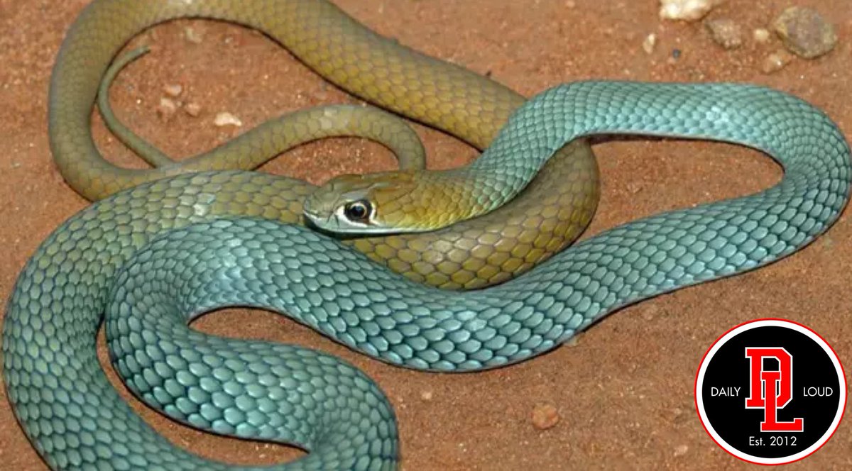 New species of venomous snake has been discovered in Australia known as the “Desert Whip Snake”