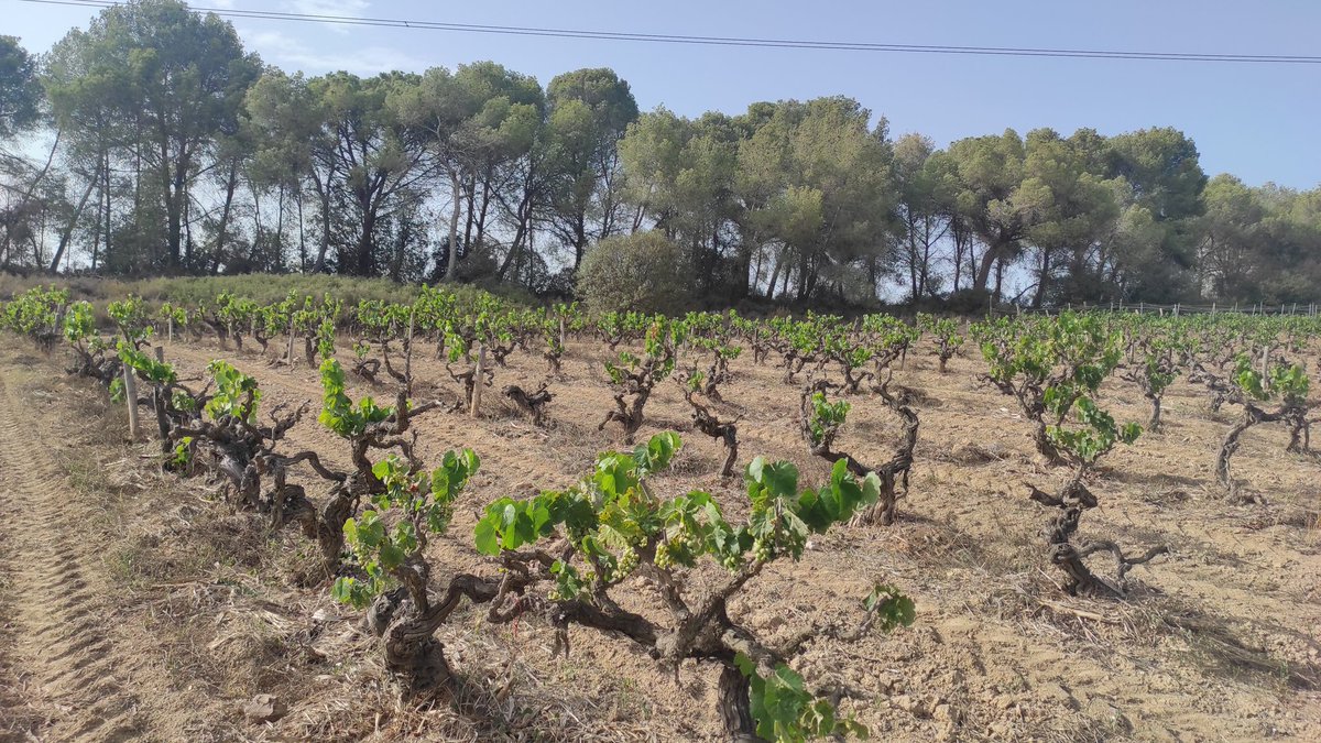 2023 Drought: our 70 years old vinyard in calcareous rocky soil is scarely surviving🙈😔
We are irrigating plant per plant, how long we will manage that? 😪
@_mar_ona 
#drought 
#pages 
#biodynamicfarming
#VisitCellar #OrganicFarmers
#NaturalWine #VinNaturel
#DestilemVida