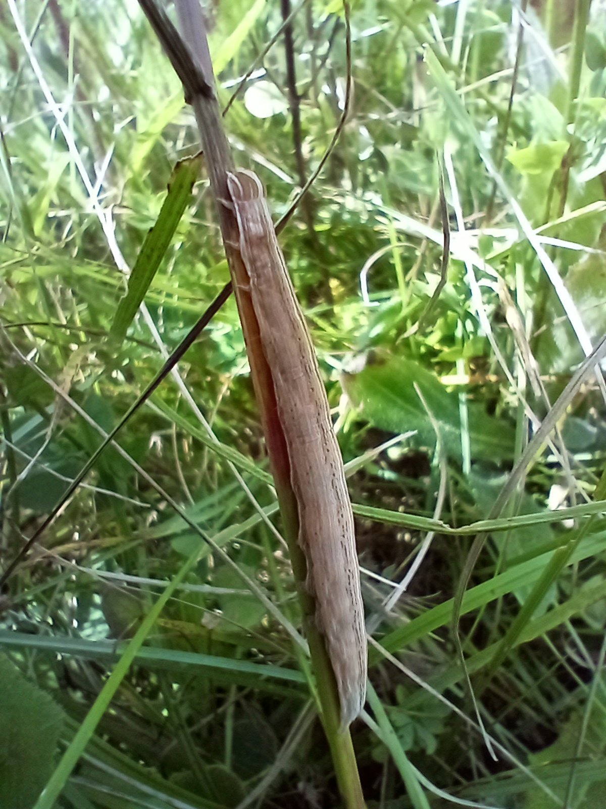 Brian Laney on Twitter "I just wondered any caterpillar experts id