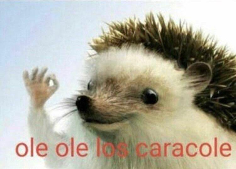 sxldeverano's tweet image. #invalidísimo
