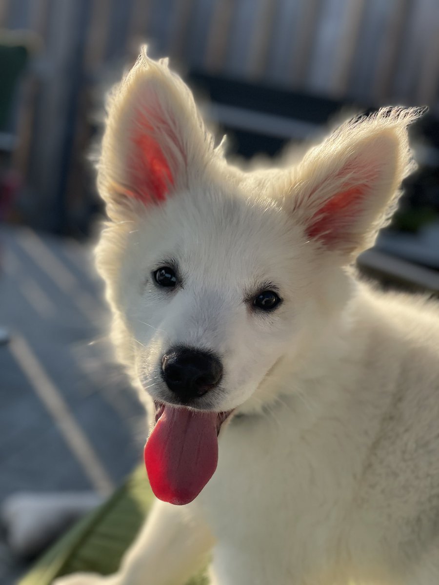 Disappointed I couldn’t get any decent shots from the storm today, so here’s a pic I snapped yesterday of our new puppy Pearl.