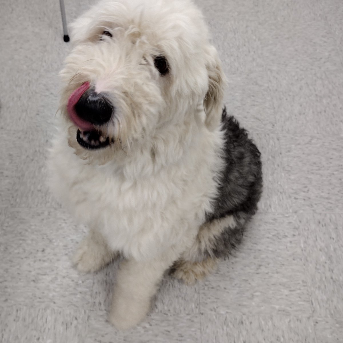 centrecodogs's tweet photo. Rufus licks his nose before saying goodbye. See you at the dog park! https://t.co/Qlqc5KDJZx
