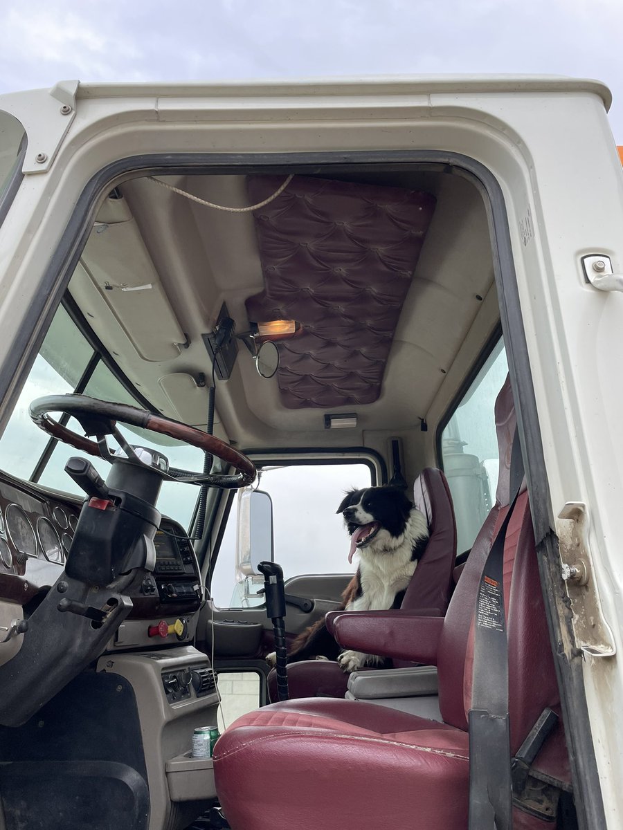 Without a sound or prod 16 bulls loaded up for bull turn out all thanks to this guy and Bud Williams cattle handling systems 🐶. With every passing day he become stronger and stronger. Pretty exciting for 2 and a half years old. #workindog