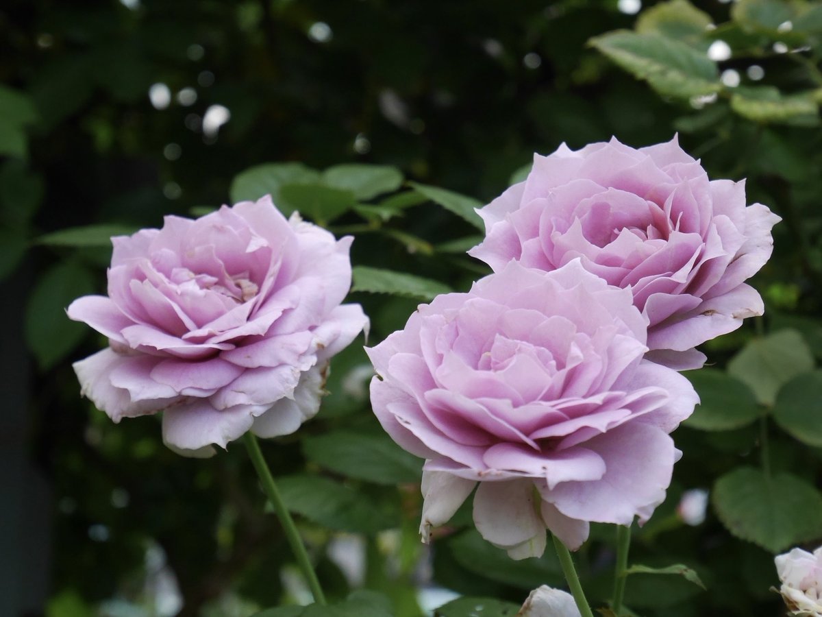 rose_runner's tweet photo. おはようございます
今朝のお庭より
#ノヴァーリス
葉焼けと思われる症状が出ている株がちらほら
置き場所変えようか検討中です
#Novalis
#バラ https://t.co/tDcpWaFBpD