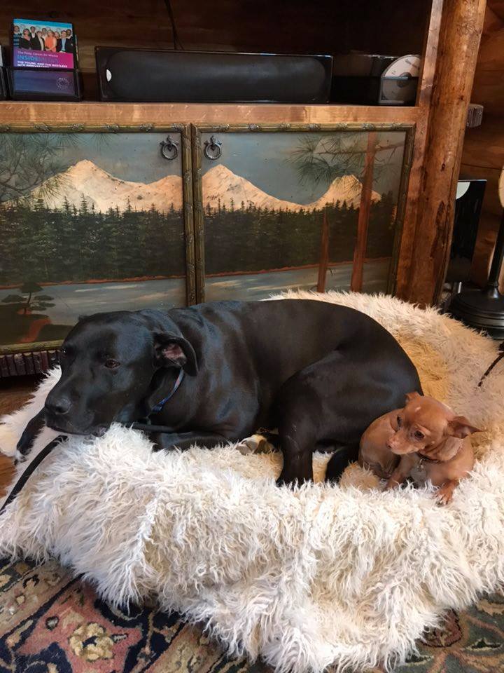 Is it possible to post too many pictures of your pets?