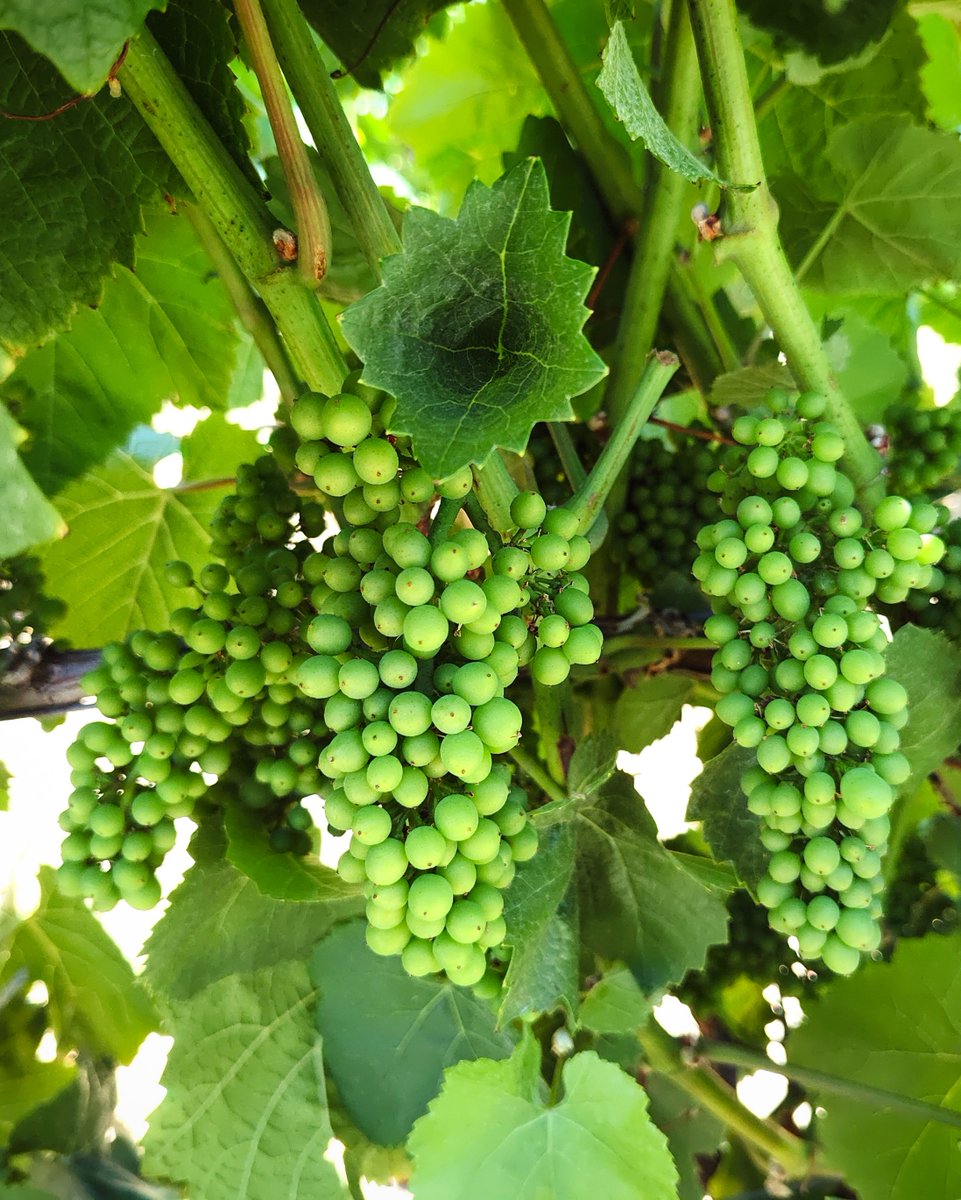 Merry Edwards Winery tweet media