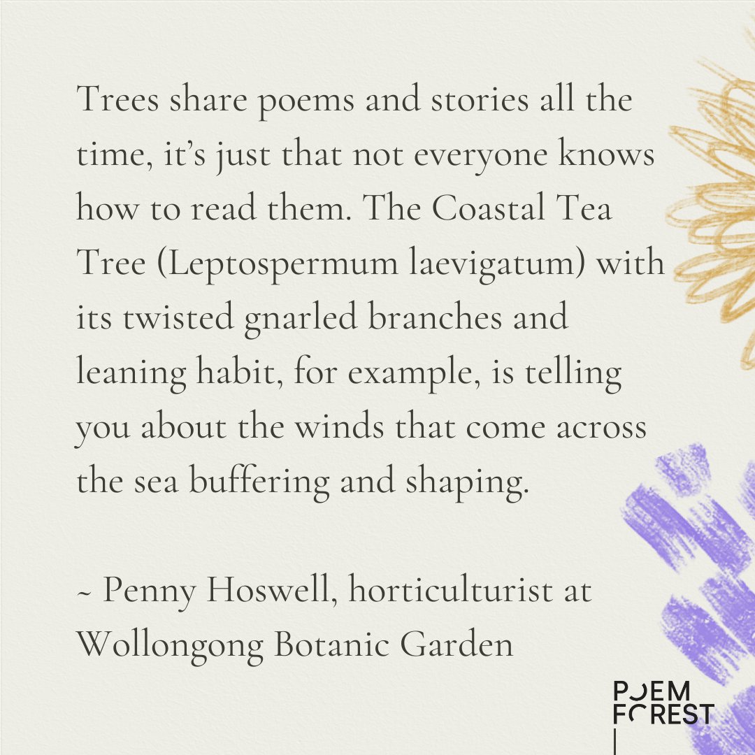 RedRoomPoetry's tweet image. For a taste of our 15 August #POEMFOREST workshops, meet Wollongong Botanic Garden horticulturist Penny Hoswell! She sat down with us to chat about growing the POEM FOREST, her favourite trees and how to read the poems that trees write for us: redroompoetry.org/news/new-branc…
#Austeachers