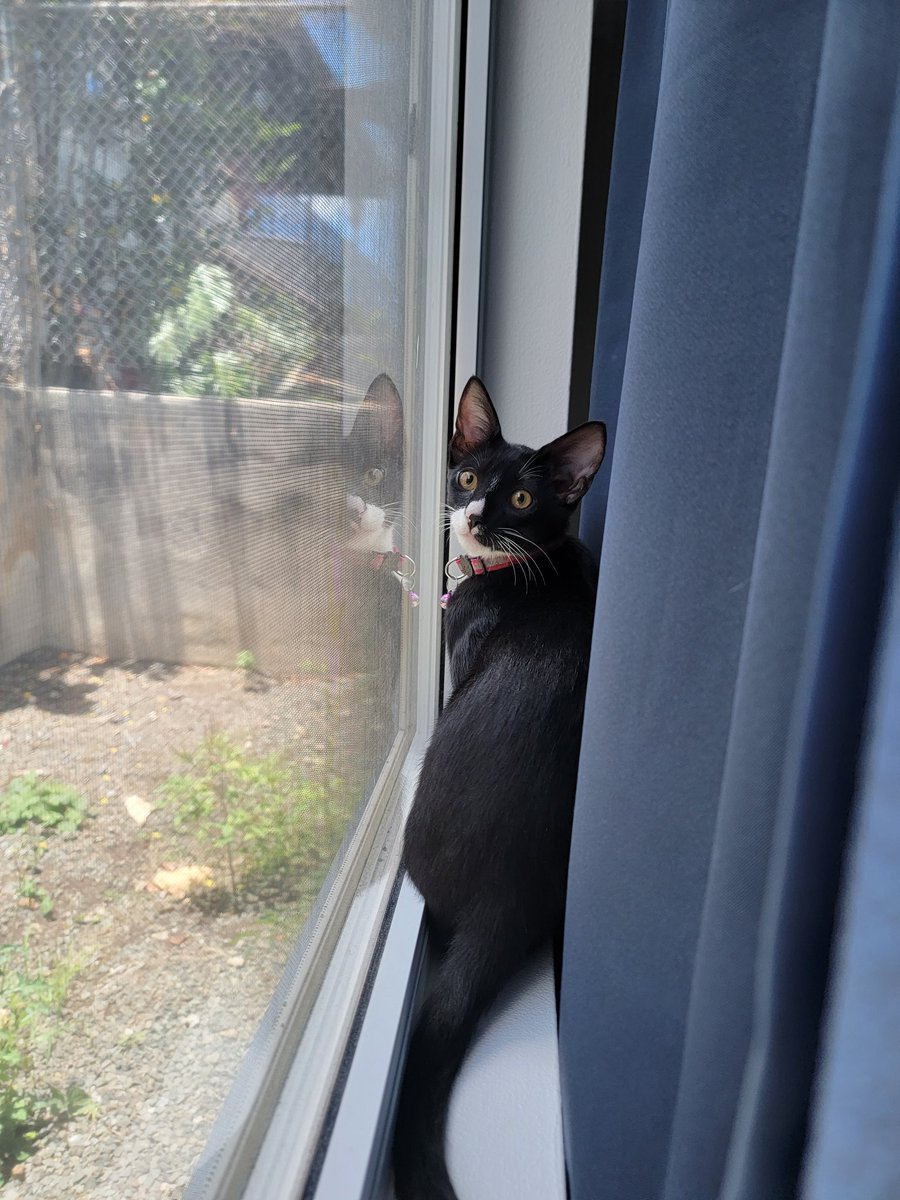 StephReports's tweet photo. Portraits of a kitten taking a break from his villainy to ponder existence. https://t.co/eVk1dqbD5n