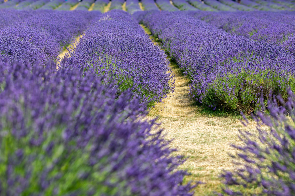 WesleyJBaker's tweet image. As the sun sets, painting the sky in hues of lavender and tangerine, there’s a peculiar sort of magic that descends upon the countryside.

Click for more bsapp.ai/NrJLD6uxy

#village #countryside #rustle #Every #lifestyle #leaves #beauty #English #business #where #through