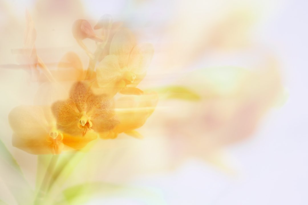 And…..gone with the wind…

#icm #icmphotography #blurryflowers #orchids #ascocentrum #blur