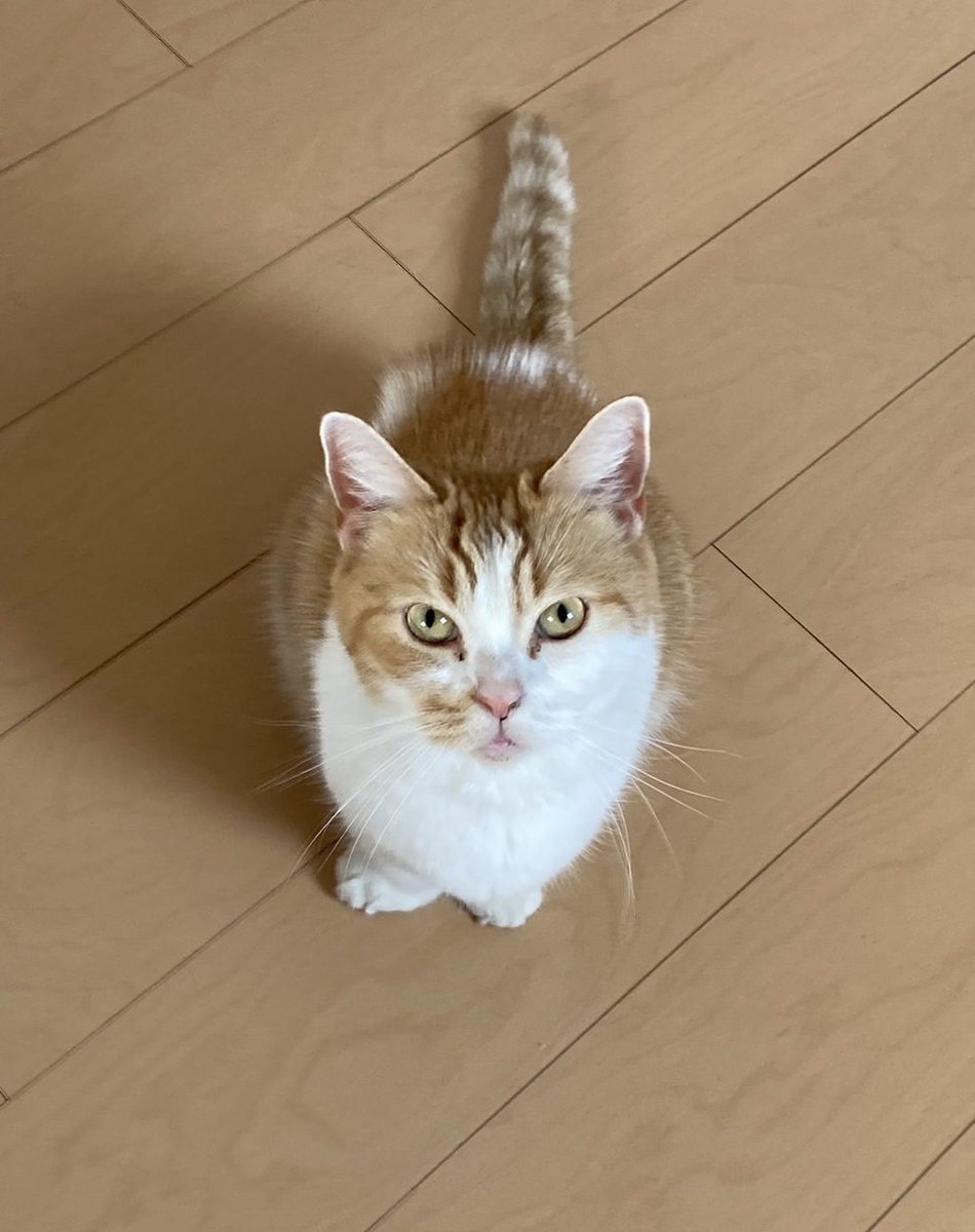 今日で８歳になりました(^-^)！！
Happy birthday to 豆助😺😁