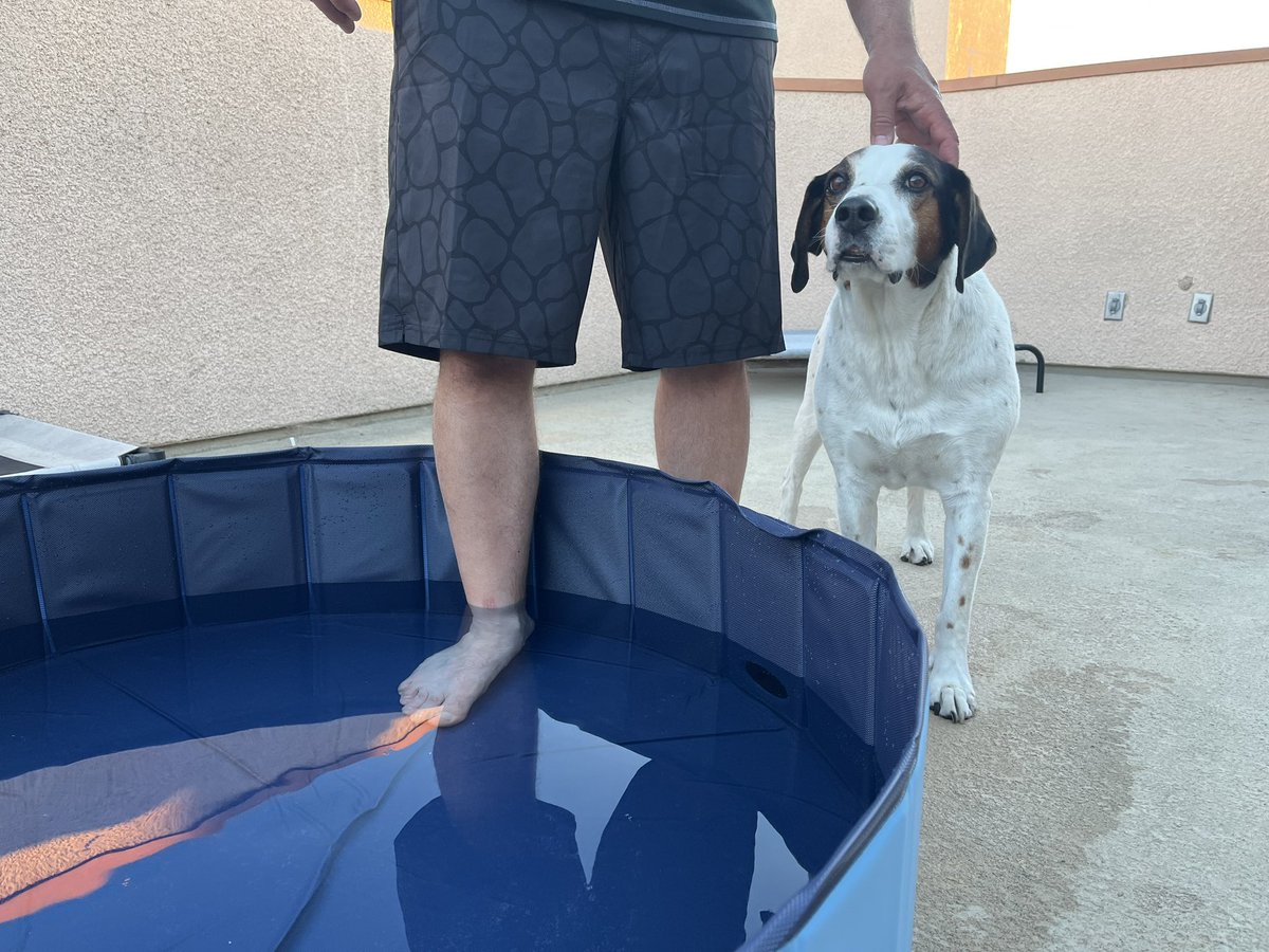 thedudewooflops's tweet photo. You guys itβs really really hot here lately. So Mom and Dad got my a doggy pool. But I donβt like water a lot. So we are gonna take small steps trying to get me in the pool. Today I walked up to it and gave it a sniff. We will try again tomorrow! πΆπβοΈ#PoolDude #ToBeContinued https://t.co/AgIfacx2Ka