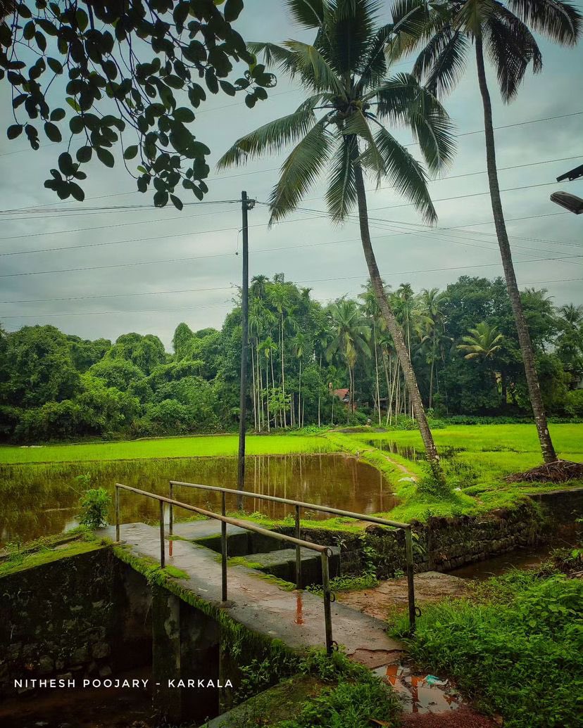 Beauty of Tulunad 🍃😍
 ನಮ್ಮ ತುಳುನಾಡ್

Credit @nithesh_poojary_karkala 
 
#udupi #tulu #tulunad #tulunadu #nammaudupi #thisisudupi