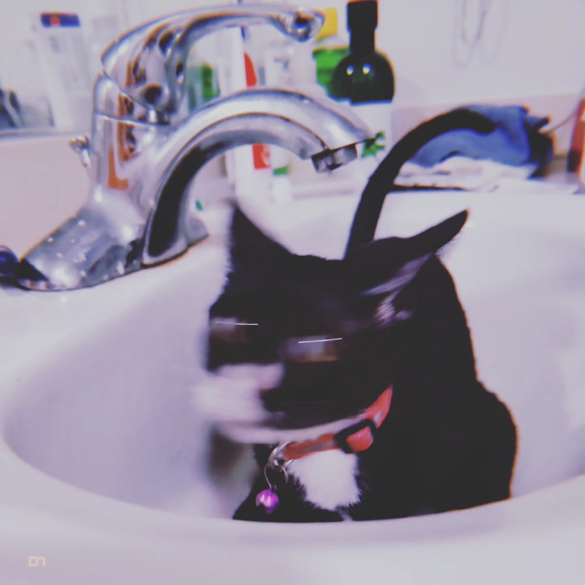 StephReports's tweet photo. @irisandmaeve It is lol. Like, if this doesn't sum up living with a kitten, I don't know what would. https://t.co/XvpH2TkU5H