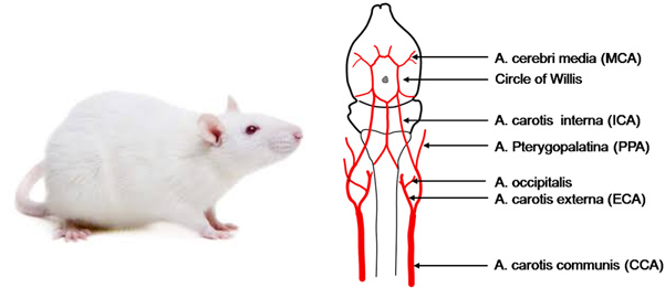 Nolo_Bart's tweet photo. 5/5 Estos Metabolitos los estamos evaluando in vivo para que puedan utilizarse como un tratamiento asequible que evite el daño cerebral.
#2023BNTT #IPN https://t.co/dCg6YVYKwB