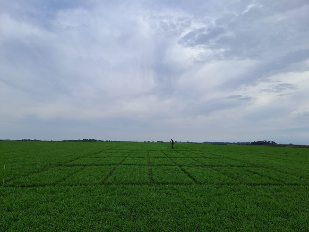 ialbanese_uy's tweet photo. Cuando no tenemos claro el producto, momento y/o dosis, lo averiguamos...
Proximamente #wuxal Azufre en Colza.
Cuál es el mejor bioestimulante para evitar el impacto de herbicidas en Trigo...?
Cómo evitamos vuelco en cebadas?
@Maisor_Agro https://t.co/1Deu93bEae