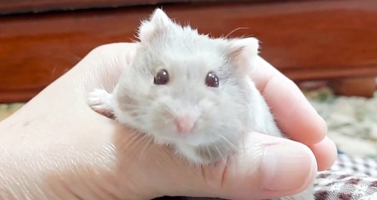 おはようございます😊💕
今日も明日もお仕事頑張るために、朝からもふらせてもらいました💖✨️
#ハムスター #キャンベルハムスター #むーくん #itsumoさんちのハムスター