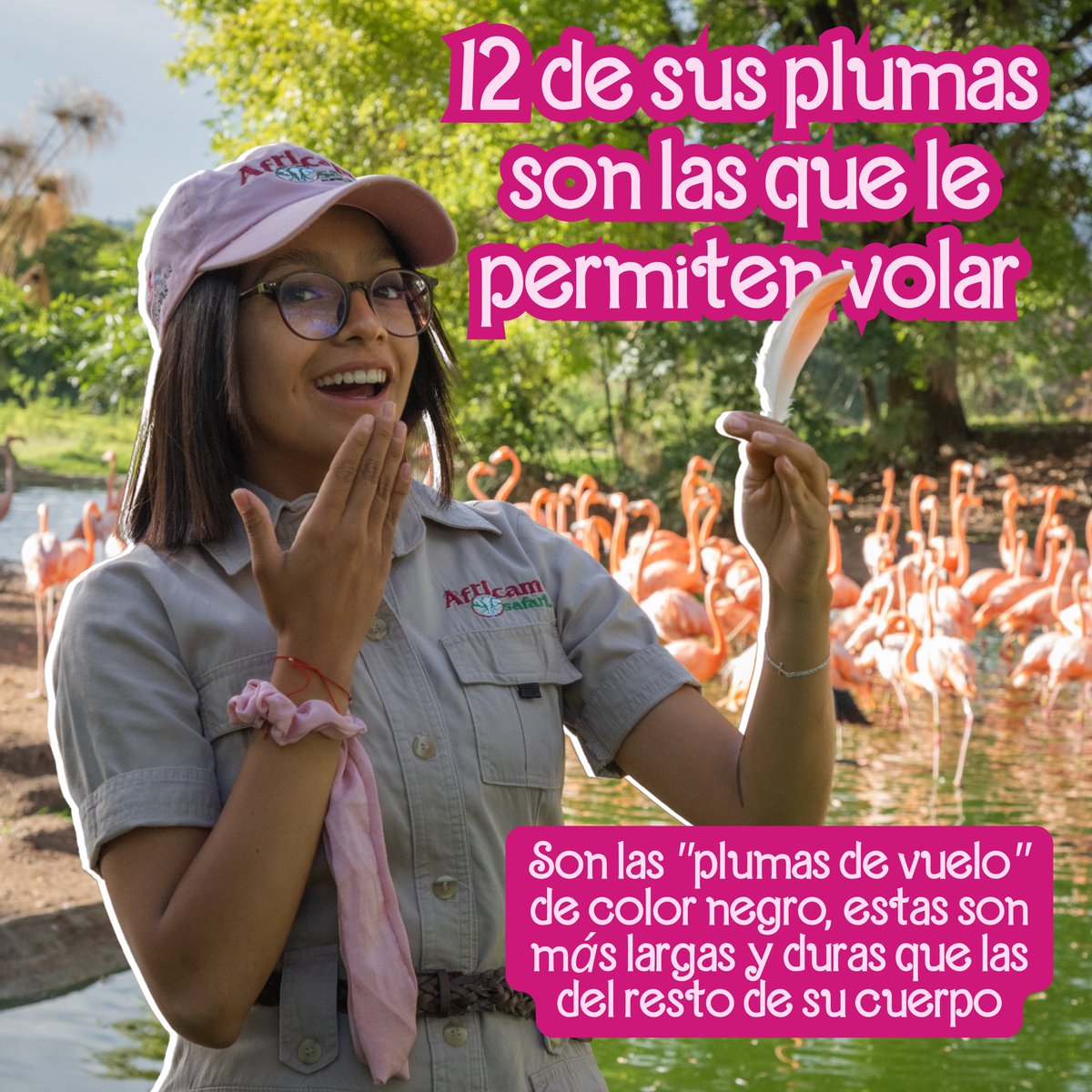 🦩 Los #flamencos ya tienen el atuendo perfecto para el día de hoy, y están felices de que todos vistan de rosa igual que ellos. 🥰
Sorpréndete con los datos curiosos que tiene la #barbie safari sobre los flamencos y su peculiar color.🦩