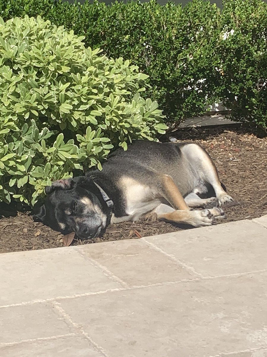 Shitpostinganim's tweet photo. Good boy napping in the sun #day9 https://t.co/BebFlRZXba