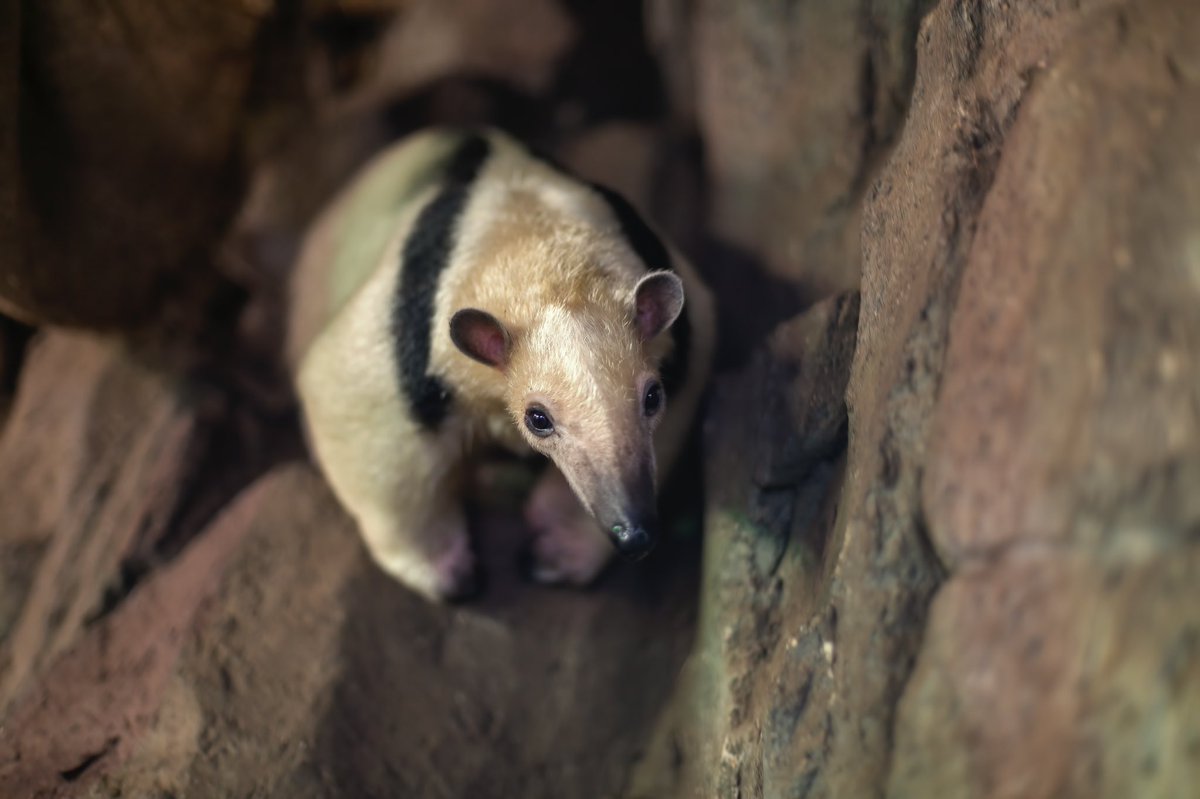 VISITOR INFORMATION - SUMMER HOLIDAYS 2023: We are open every day from 10am until 6pm (last admission at 4pm). To reduce queuing, we suggest arriving after our peak times (which are tending to be between 10.30 am - 12 noon) cont. 1/2