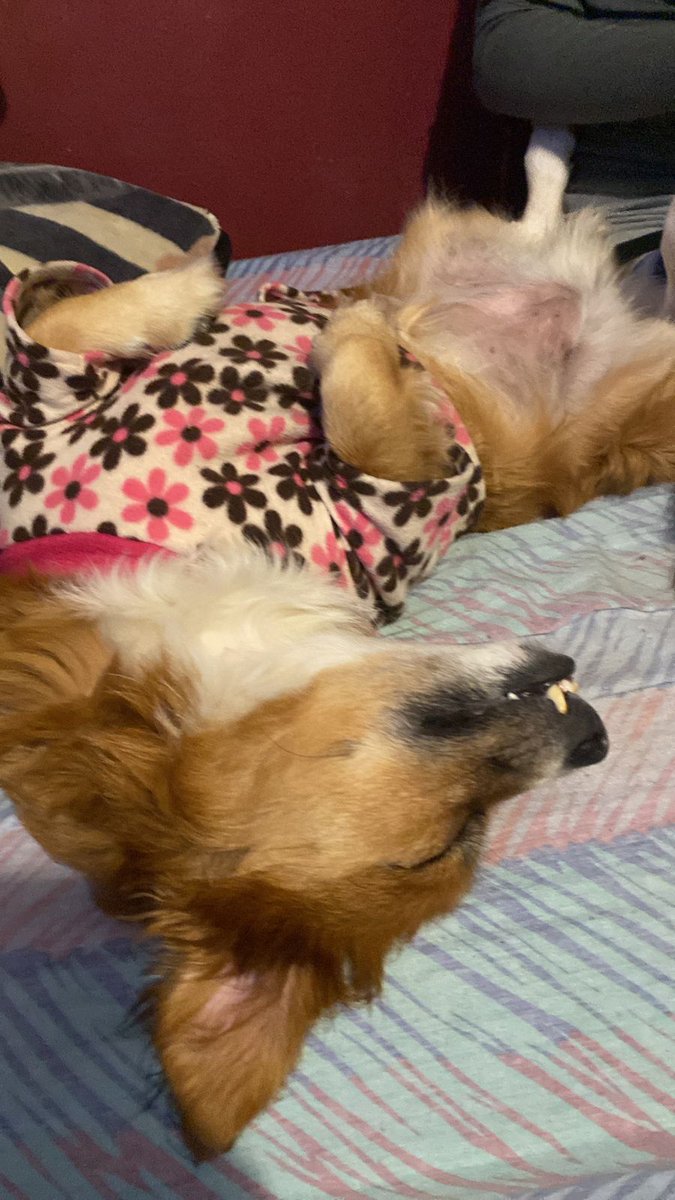 karuuluz's tweet photo. @DiloConPerritos https://t.co/ZilenYydXO