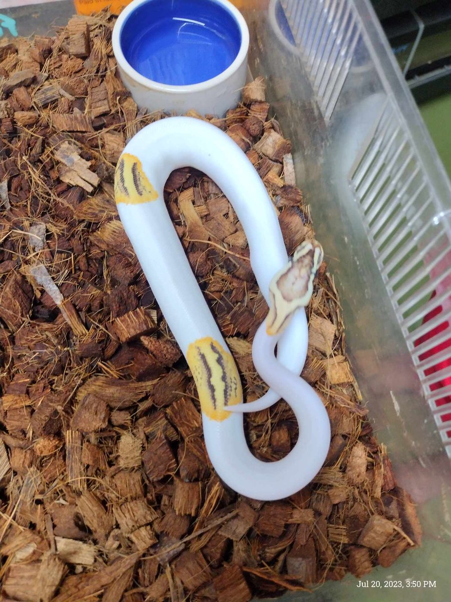 RandStanLady's tweet photo. Meet my new noodle, Aviendha. 🥰 My warder got her for me for my name day next week. #PetsOfTime https://t.co/Qb25aQxL64