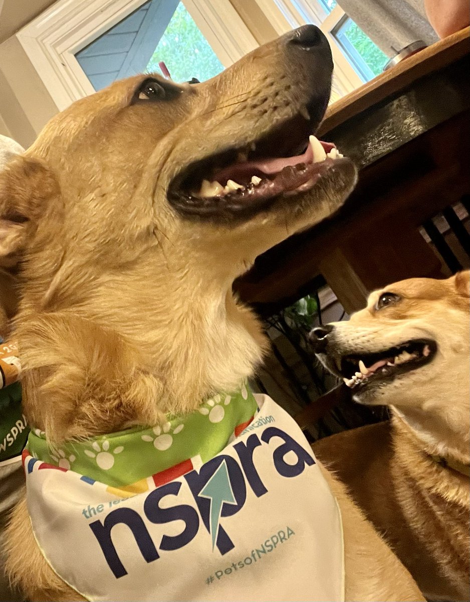 Cindyjowarner's tweet photo. Murphy, Ares, and Lucy are all excited to be rocking the new #PetsofNSPRA bandana swag that Mommy just brought home! #NSPRA2023 https://t.co/6LwO90xRQG
