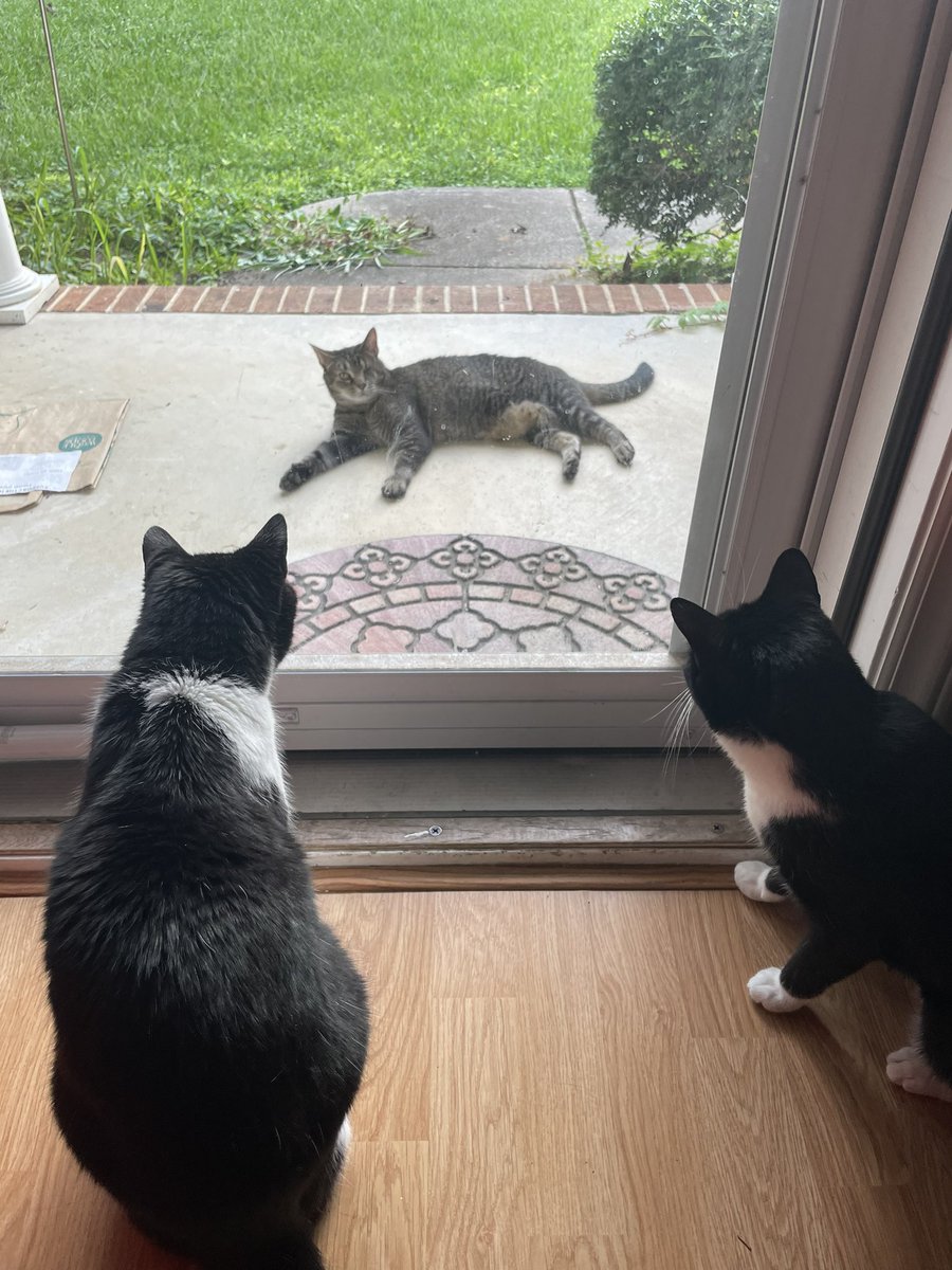 tuxedosiblings's tweet image. KITTY SOCIAL HOUR #CatsOfTwitter