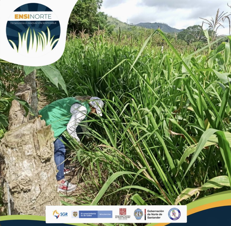 ensinorte's tweet photo. Toma de muestras #4 de bromatología, agua y suelo en el municipio de Ocaña. 

#ensinortetecnologíaeinnovación #ensilaje #ganaderia #forrajes #agricultura #alimentación #ganado #sostenibilidad #alimentaciónanimal #productividadagropecuaria #cultivodeforrajes https://t.co/FN0Nm1q1GD