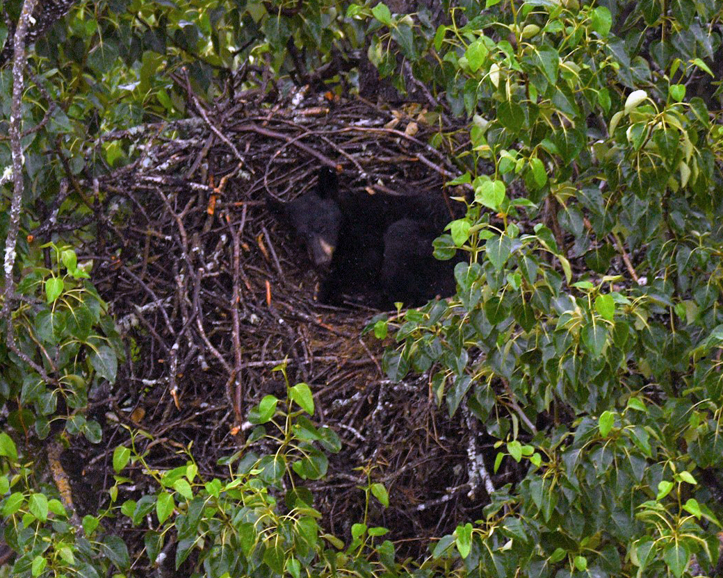 A black bear naps in a bald eagle nest on JBER, AK during an eagle productivity survey. This work, led by Steve Lewis of the USFWS, is part of a partnership between the Service and JBER Environmental Conservation. Photo Credit: Cayley Elsik, JBER Environmental Conservation.