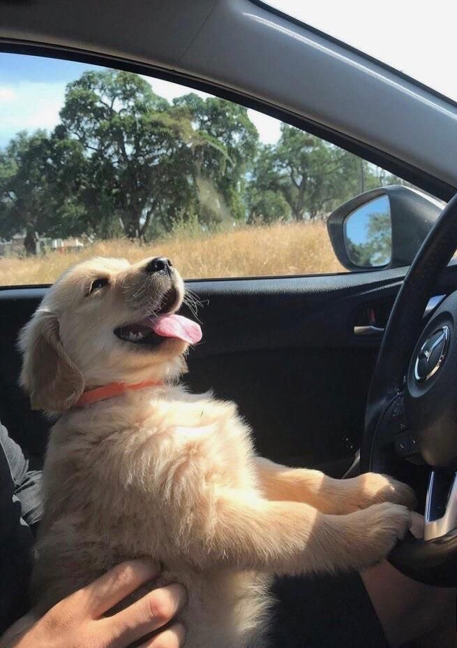 💖 (@twaniimals) on Twitter photo 