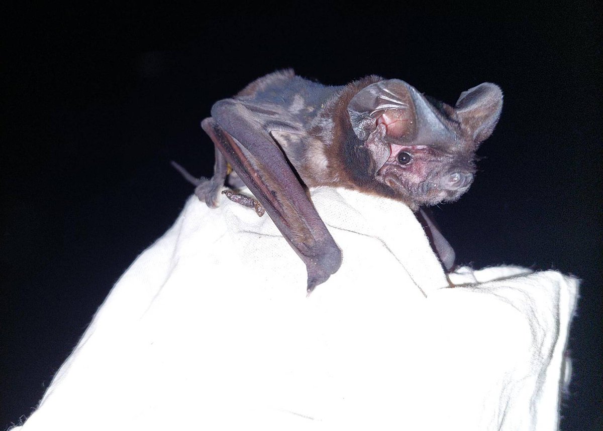 Con-bat-ulations to our team at @harbourtrust’s North Head, who recently validated +10,000 acoustic recordings to confirm the continued presence of 8 microbat species on sanctuary. 📸 White-striped Freetail Bat (Austronomus australis). A Rowles/AWC