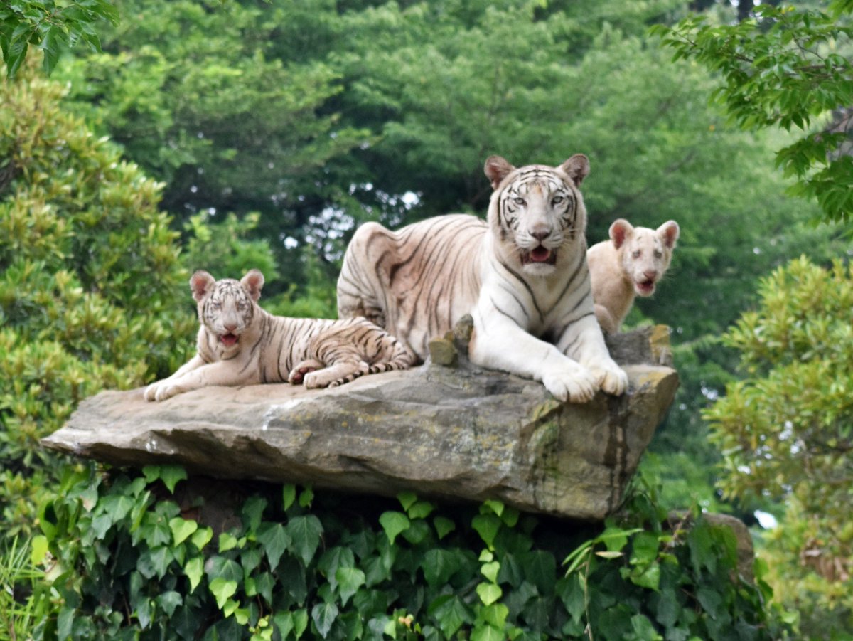 ホワイトタイガーの一般公開まであと1日、公開に向けてエリオス