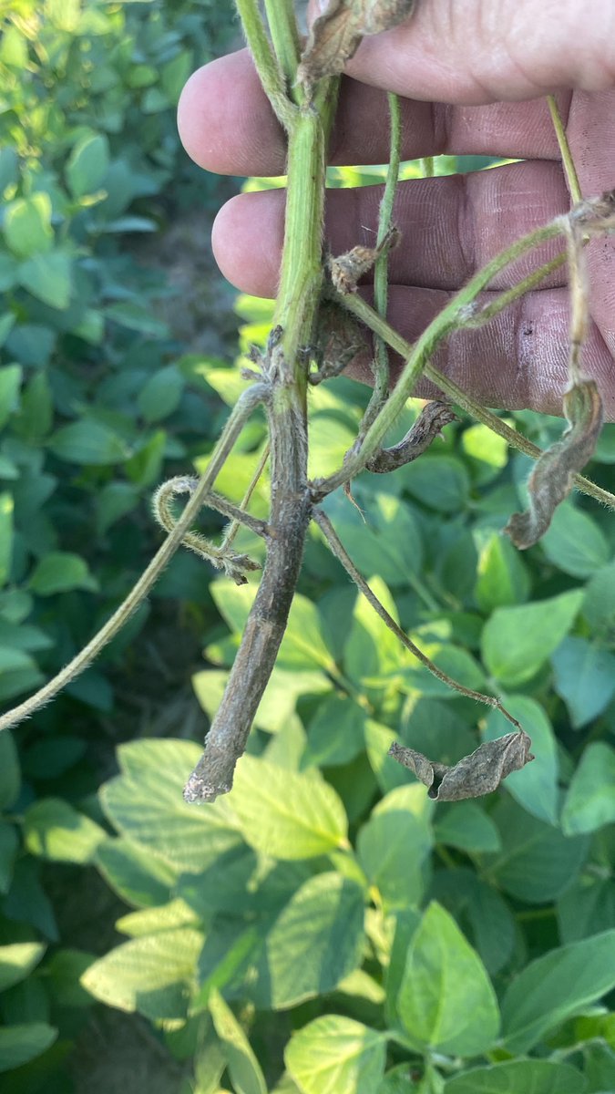 TWeaver_65's tweet photo. @skporter @ILSoyAdvisor Might have found some here in western Illinois https://t.co/XedurRSfzs